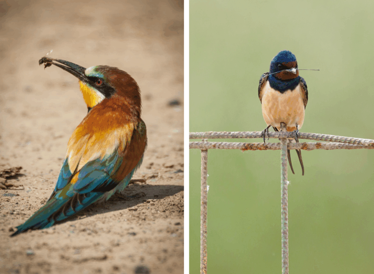 Llobregat, hidden nature, by Edgar Madrenys and Sant Joan Despí Nature Photography Contest